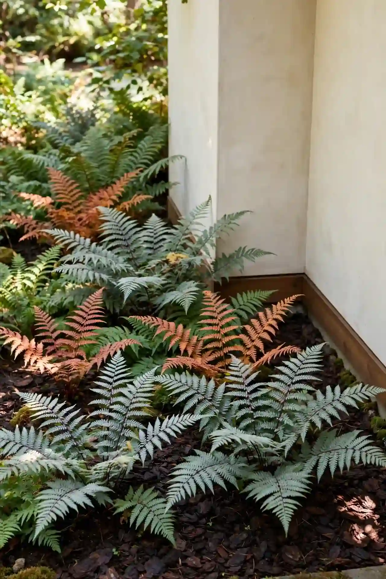 Shaded Fern Corner