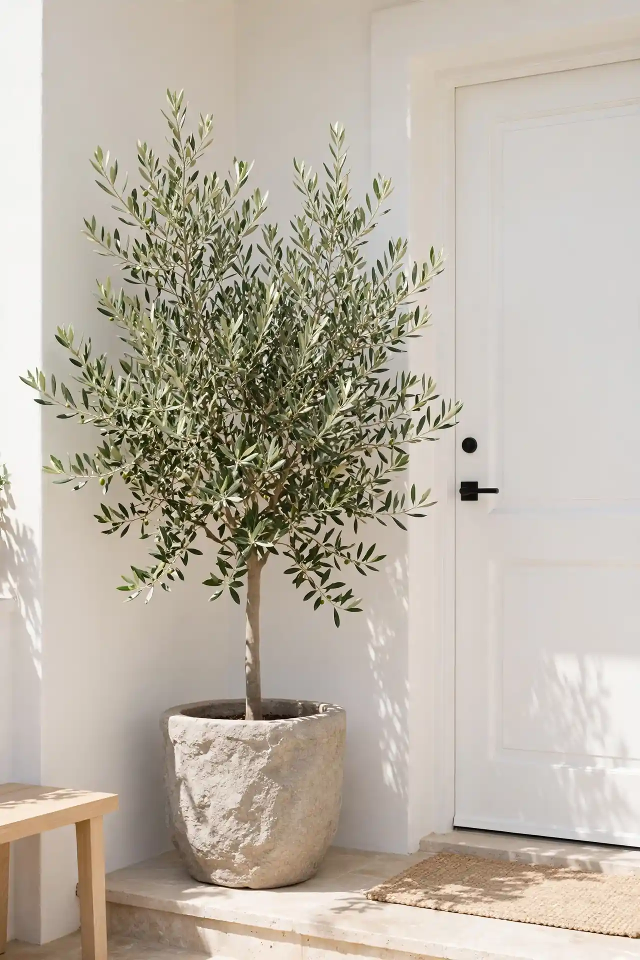 Potted Olive Tree